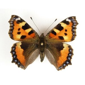 Aglais urticae - kleine vos ongeprepareerd
