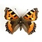 Aglais urticae - small tortoiseshell dried/papered