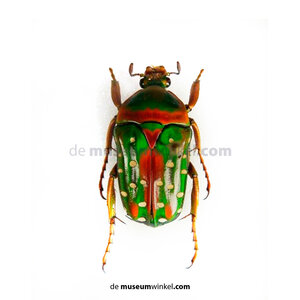 Stephanorrhina guttata ongeprepareerd