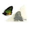 Aglais urticae - small tortoiseshell dried/papered