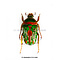 Stephanorrhina guttata dried/papered