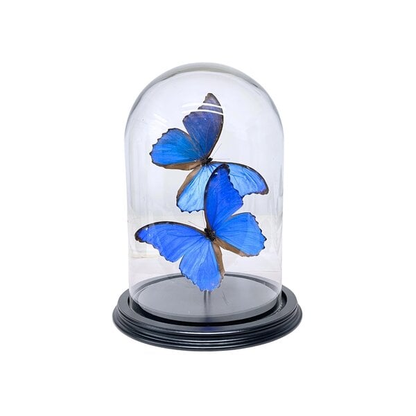 2 Präparierte Morpho didius-Schmetterlinge in einer Glasglocke