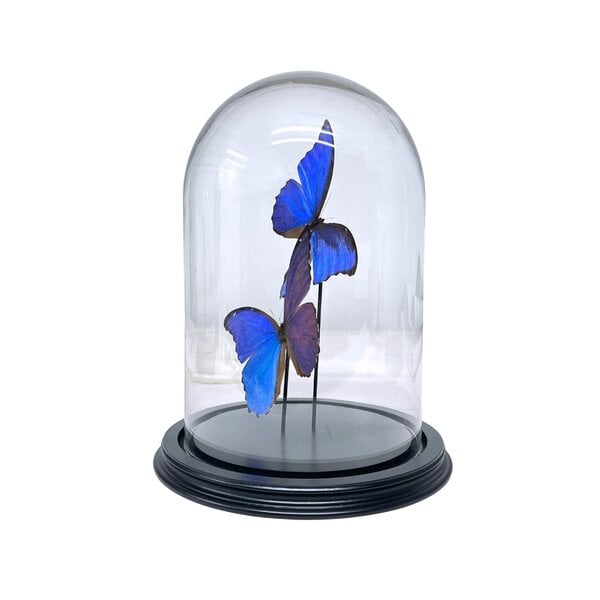 2 Präparierte Morpho didius-Schmetterlinge in einer Glasglocke