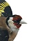 Mounted european goldfinch - beige`(A) Flying