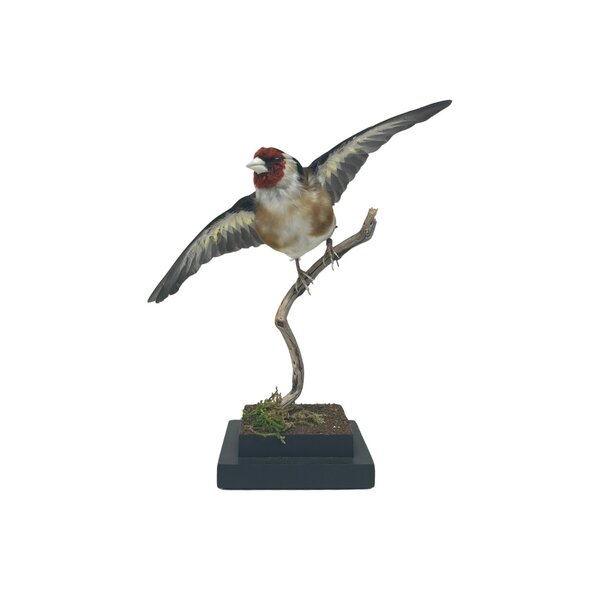 Mounted european goldfinch - beige`(A) Flying