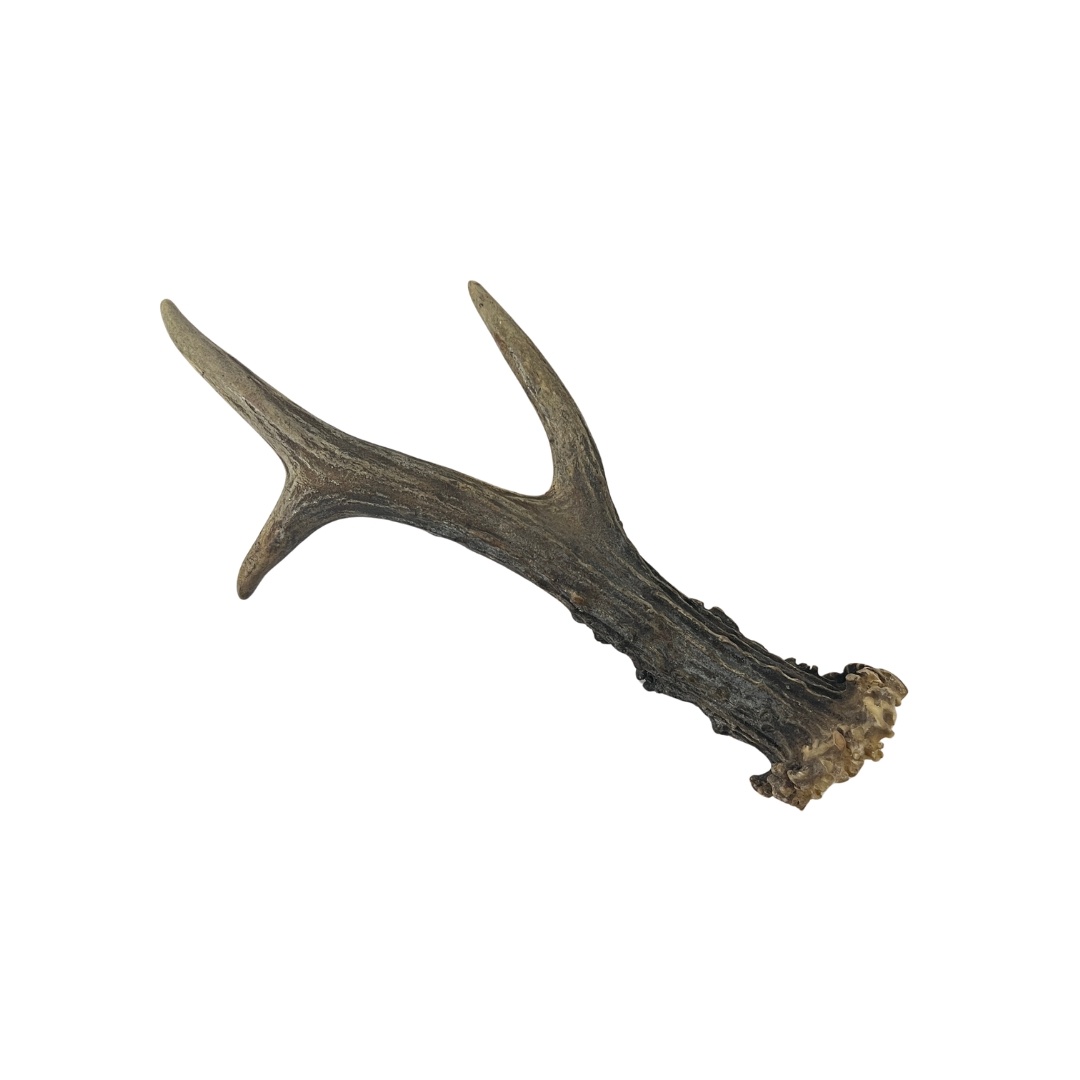 Roe deer antler rod - DeMuseumwinkel.com