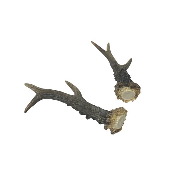 Roe deer antler rod