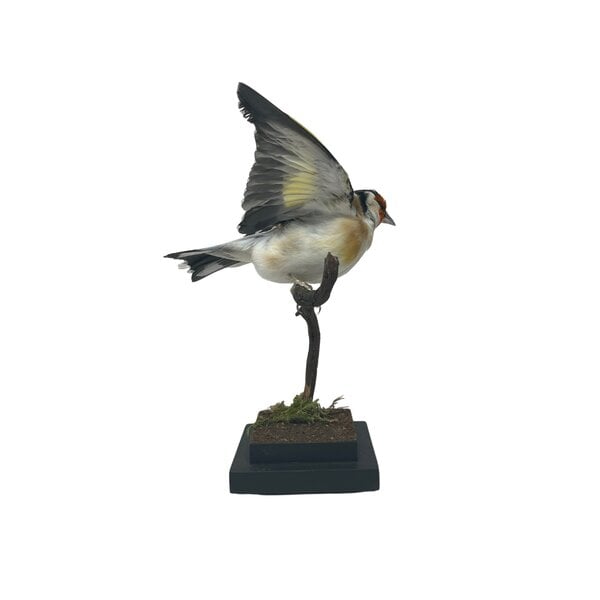 Mounted european goldfinch (B) Flying