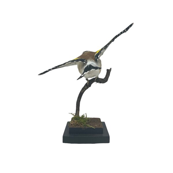 Mounted european goldfinch (B) Flying