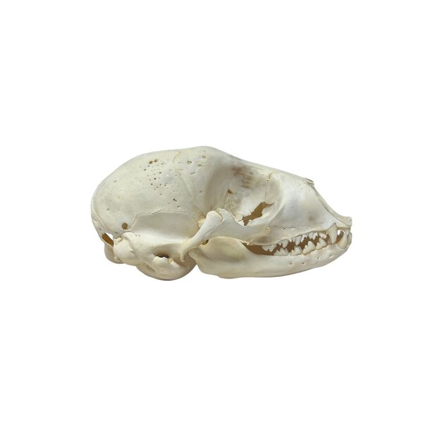 Schädel Ringelrobbe