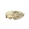 Skull Earless seal