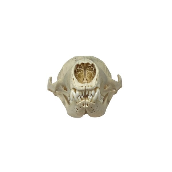Schedel Zeehond