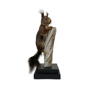 Präparierte Eichhörnchen