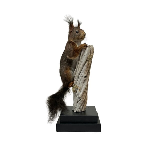 Mounted red squirrel