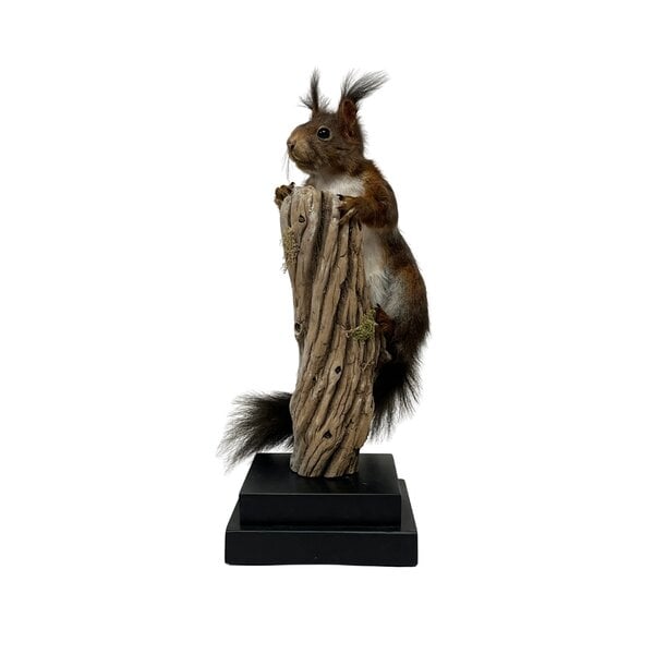 Präparierte Eichhörnchen