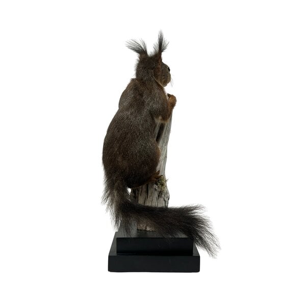 Präparierte Eichhörnchen