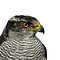 Mounted Goshawk Adult