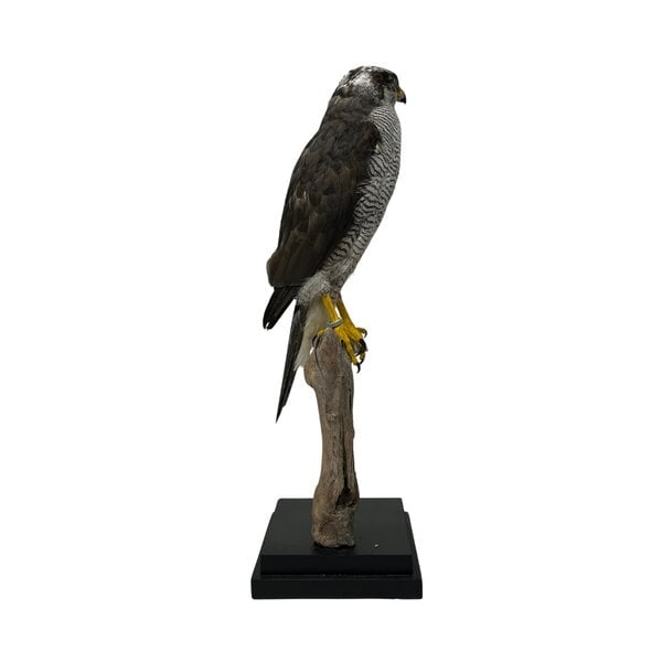 Mounted Goshawk Adult