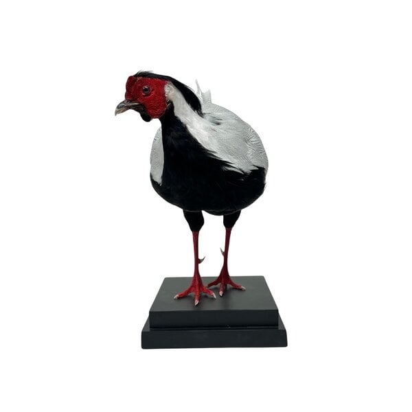 Mounted Silver pheasant