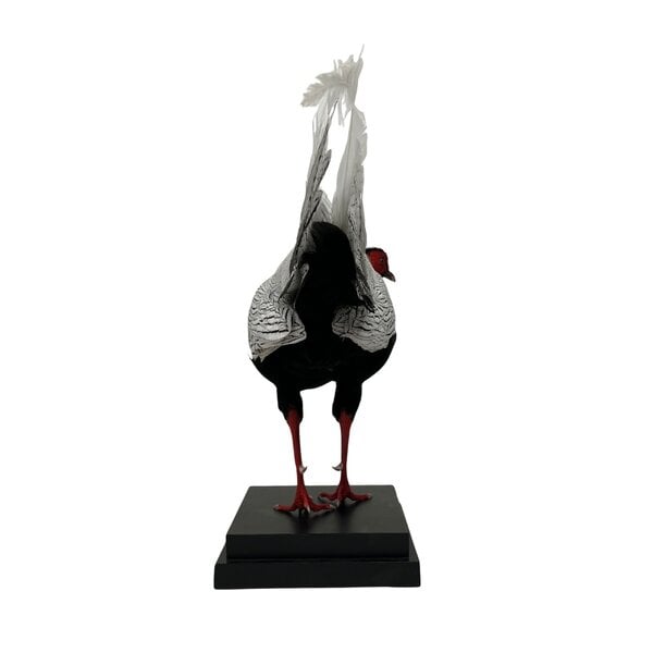 Mounted Silver pheasant