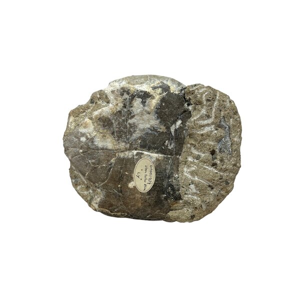 Landschildpad schild fossiel