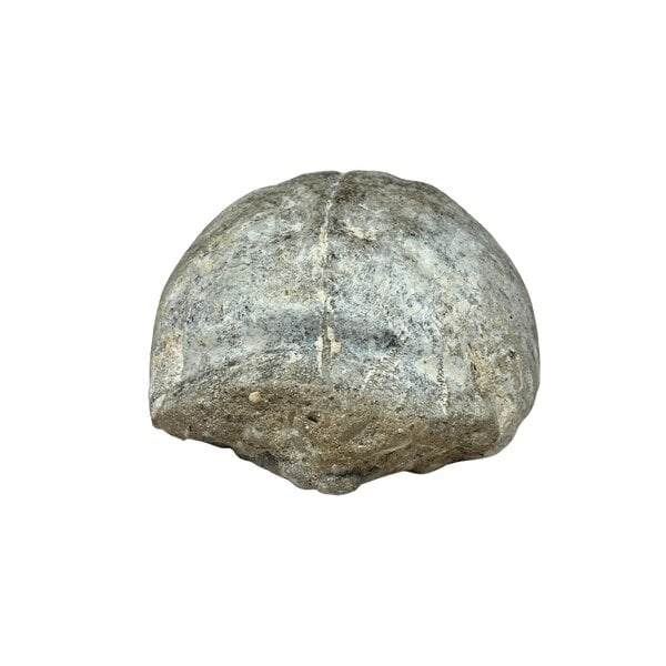 Land Schildkröte fossil