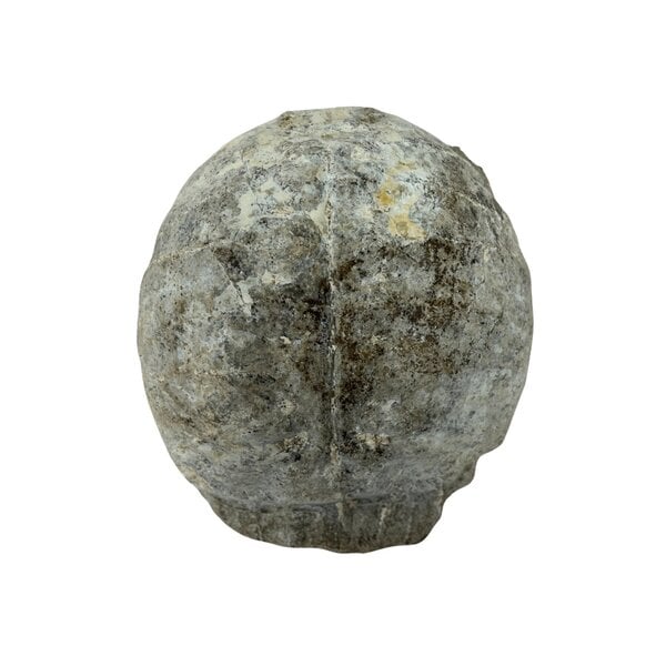 Land turtle shield fossil