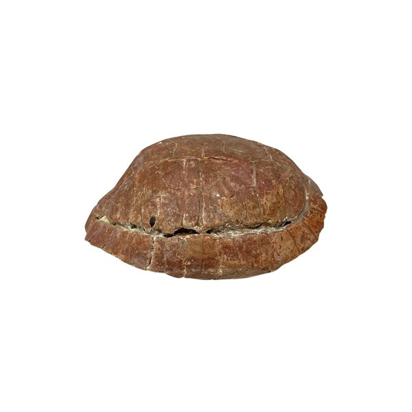Prehistoric turtle shell