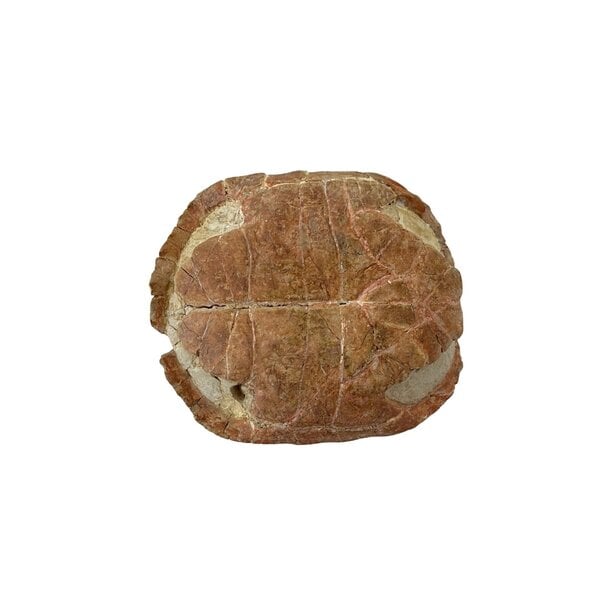 Prehistorisch schildpad schild