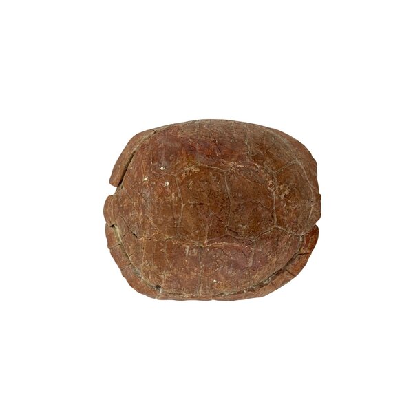 Prehistoric turtle shell
