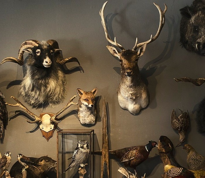 Have a hunting trophy mounted