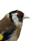 Mounted european goldfinch - beige (B)