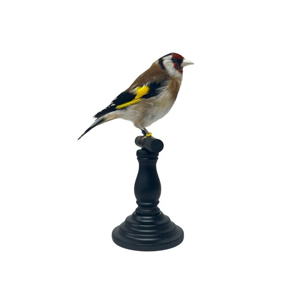 Mounted european goldfinch - beige (B)