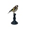 Opgezette putter - wildkleur (B)