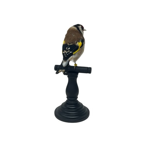 Mounted european goldfinch - beige (B)