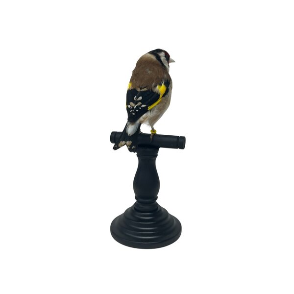 Opgezette putter - wildkleur (B)