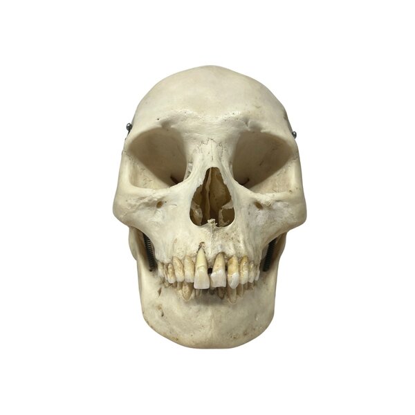 Human skull (B)