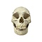 Human skull (B)