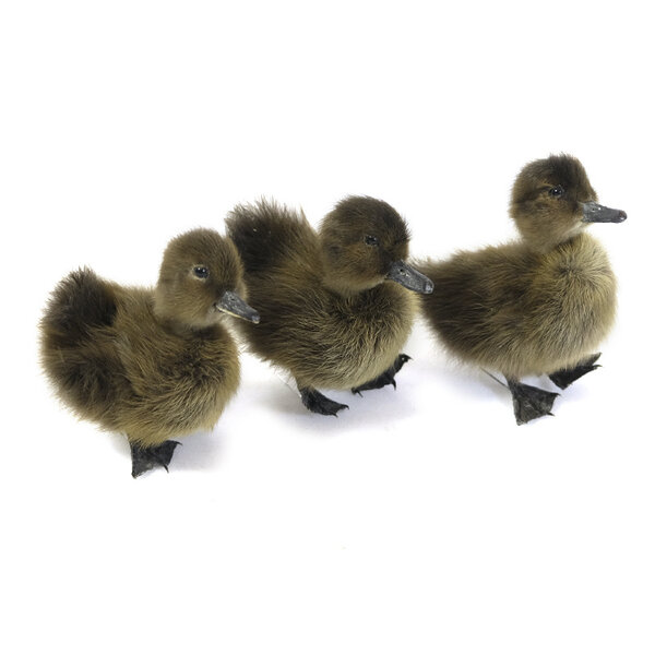 Mounted brown duck without pedestal