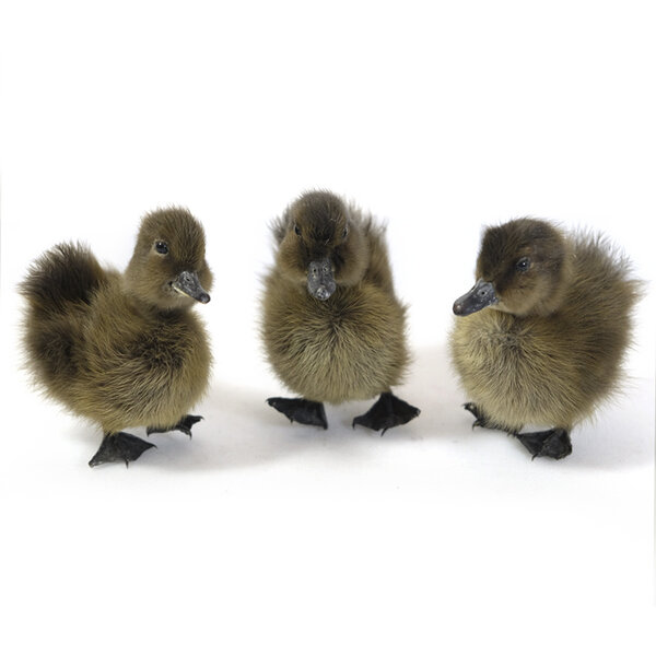 Mounted brown duck without pedestal