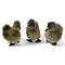 Mounted brown duck without pedestal