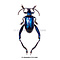 Sagra longicollis - blauw ongeprepareerd