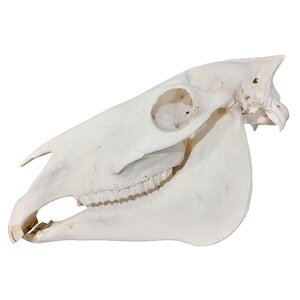 Zebra skull