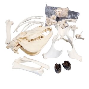 Complete skeleton Zebra
