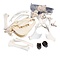 Komplettes Skelett Zebra