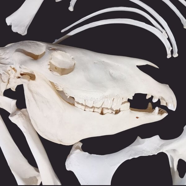 Complete skeleton Zebra
