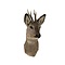 Ree trofee - winterkleed (Linkskijkend)