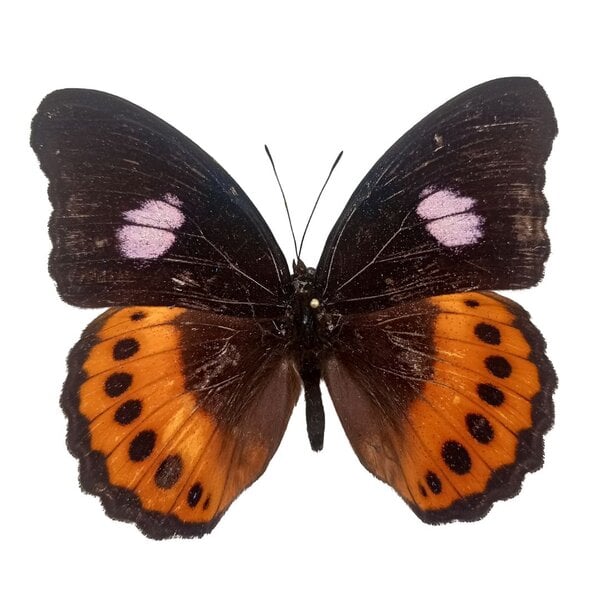Hypolimnas pandarus (Weiblich) unpräpariert