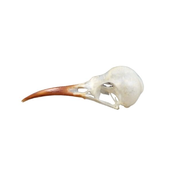 Honeycreeper skull