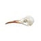 Honeycreeper skull